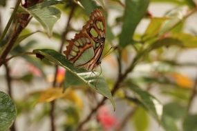 butterfly sits on a green leaf on a thin branch close-up on blurred background