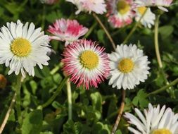 pink and white daisy flowers, top view