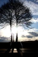 bright light at sunset through two trees