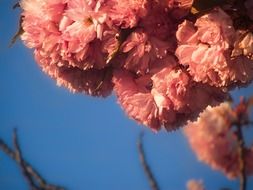 fluffy pink flowers in spring