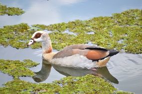 duck swimming among green plants in a pond