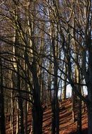 trees at the sunlight