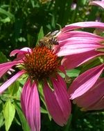 bee on a spring flower close-up on blurred background