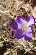 purple crocus among dry grass