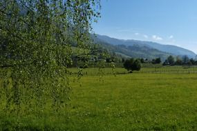 Landscape of the beautiful green meadow
