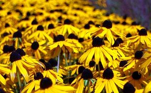sun hat flowers bouquet