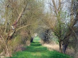 bushes along the green trail