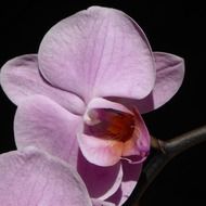 photo of pink orchid