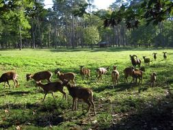 brown goats in a wildlife park