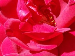 bright pink summer rose close up