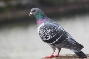 beautiful colorful pigeon