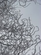 frosted tree branches