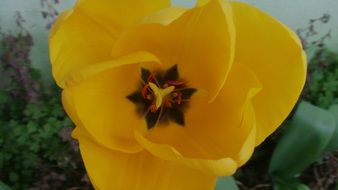 yellow tulip close up on blurred background