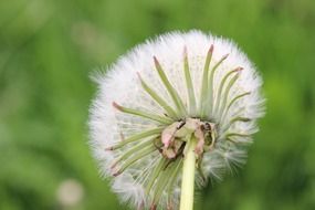 Field dandelion with white seeds