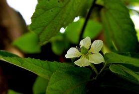 white small flower in Indonesia