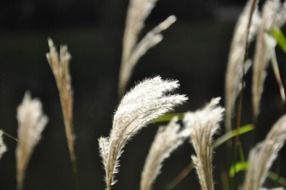 nature sun grass