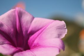 pink flower close-up with blurred background