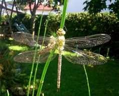 closeup picture of dragonfly with transparent wings in the garden