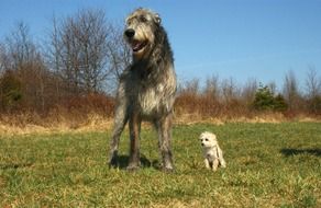 irish wolfhound and chihuahua poodle cute dogs