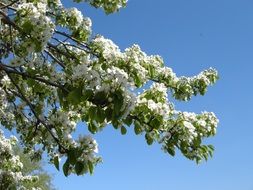 white flowering tree on a sunny day