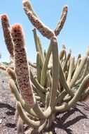 large cactus plant