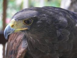eagle bird of prey in nature