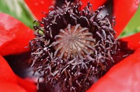 inflorescence of flower close-up
