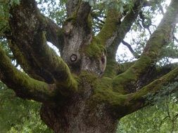 tree with wide branches