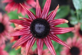 incomparable garden bloom