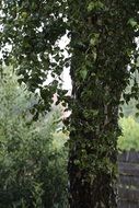 birch tree in the rain