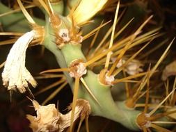 long spines of a cactus in the desert in Arizona