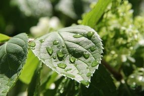 green leaf after the rain in drops of water