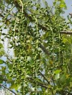 canadensis poplar tree