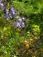 lemon tree in the garden