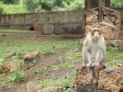 monkey on stone in wild nature