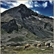 cows on a pasture at the foot of the mountains in Switzerland