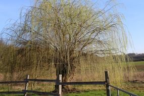 branchy tree in spring