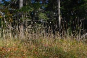 Dry grasses forest meadow nature