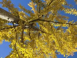 bottom view of a tree in golden foliage