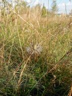 unusually beautiful spider cobweb