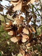 maple leaves in a forest