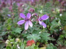 erodium cicutarium purple flower macro