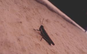 Close-up of a dark grasshopper on earth in nature