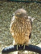 bird of prey in the reserve