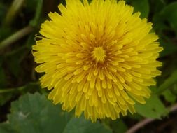 yellow dandelion pointed flower