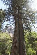 sequoia tree