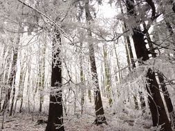 black and white photo of a winter forest