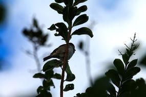 free bird on a branch with green leaves