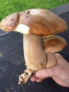 mushrooms in the hand