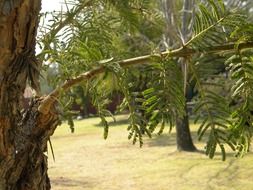 Acacia in South Africa